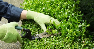 Mantenimiento de Espacios Verdes