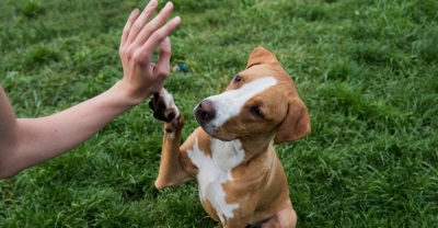 Adiestramiento canino