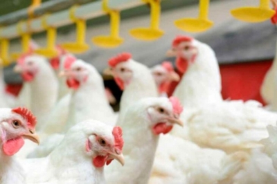 Capacitación en Producción Avícola