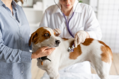 Programa de CertificaciÃ³n en ClÃ­nicas Veterinarias: Instrumental QuirÃºrgico