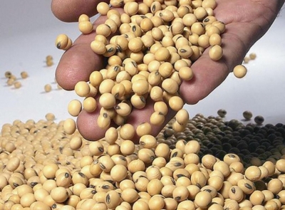 Programa de CertificaciÃ³n en Clasificador en Cereales: Cultivo y ProducciÃ³n