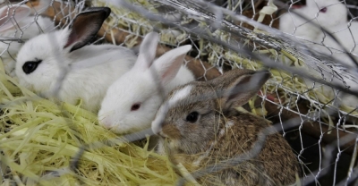 Programa de Certificación en Cunicultura